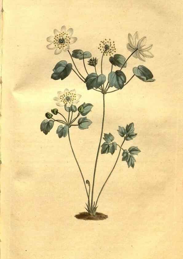 Reproducción/Reproduction 8469927269: Curtis's botanical magazine.. London ;New York [etc.] :Academic Press [etc.]