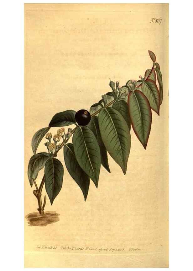 Reproducción/Reproduction 8469927775: Curtis's botanical magazine.. London ;New York [etc.] :Academic Press [etc.]