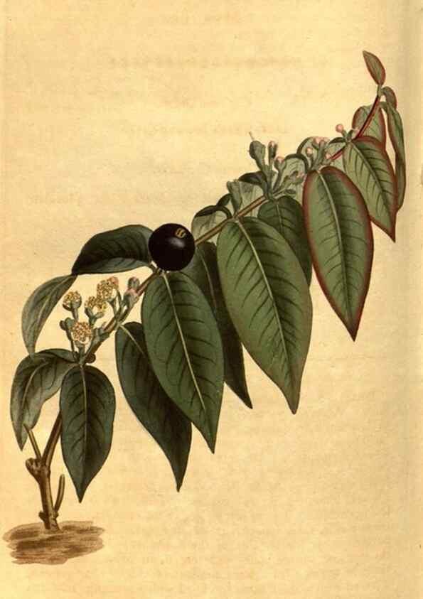 Reproducción/Reproduction 8469927775: Curtis's botanical magazine.. London ;New York [etc.] :Academic Press [etc.]