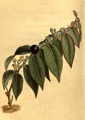 Reproducción/Reproduction 8469927775: Curtis's botanical magazine.. London ;New York [etc.] :Academic Press [etc.]