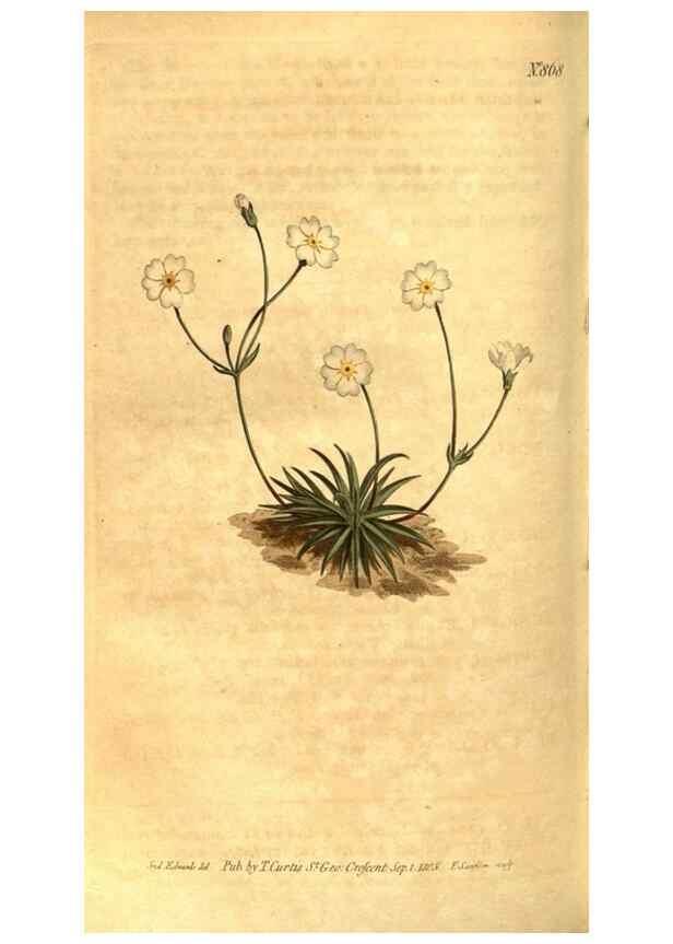 Reproducción/Reproduction 8471022622: Curtis's botanical magazine.. London ;New York [etc.] :Academic Press [etc.]