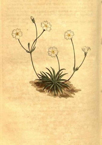 Reproducción/Reproduction 8471022622: Curtis's botanical magazine.. London ;New York [etc.] :Academic Press [etc.]