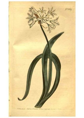 Reproducción/Reproduction 8471023210: Curtis's botanical magazine.. London ;New York [etc.] :Academic Press [etc.]