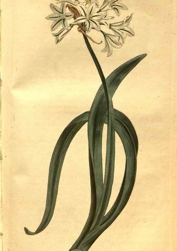 Reproducción/Reproduction 8471023210: Curtis's botanical magazine.. London ;New York [etc.] :Academic Press [etc.]