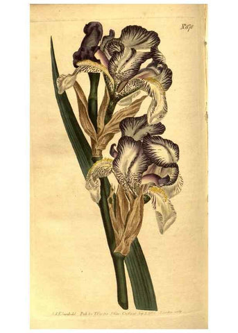Reproducción/Reproduction 8469929611: Curtis's botanical magazine.. London ;New York [etc.] :Academic Press [etc.]