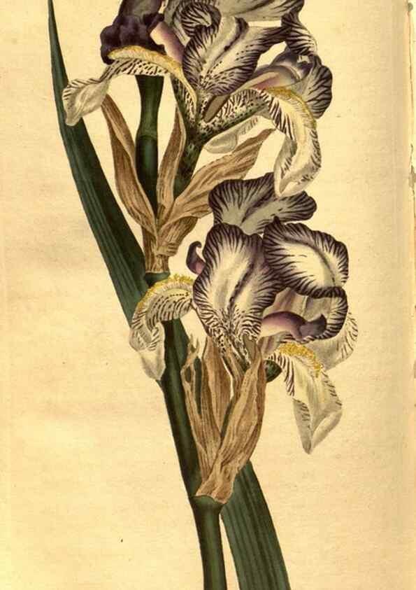Reproducción/Reproduction 8469929611: Curtis's botanical magazine.. London ;New York [etc.] :Academic Press [etc.]