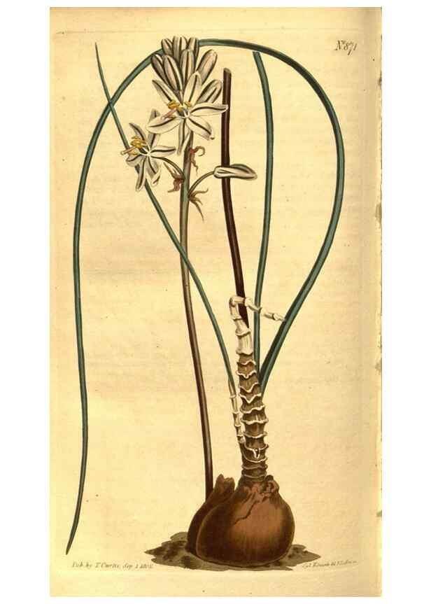 Reproducción/Reproduction 8469929987: Curtis's botanical magazine.. London ;New York [etc.] :Academic Press [etc.]