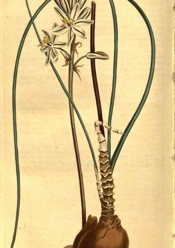 Reproducción/Reproduction 8469929987: Curtis's botanical magazine.. London ;New York [etc.] :Academic Press [etc.]