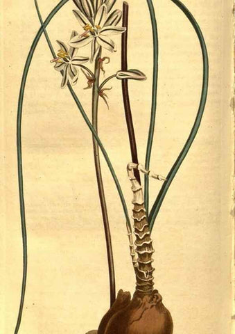Reproducción/Reproduction 8469929987: Curtis's botanical magazine.. London ;New York [etc.] :Academic Press [etc.]