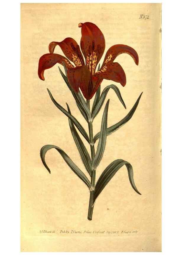 Reproducción/Reproduction 8469930443: Curtis's botanical magazine.. London ;New York [etc.] :Academic Press [etc.]