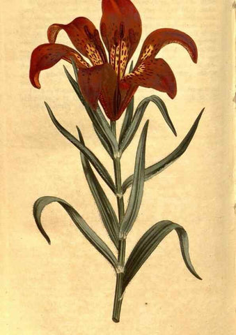 Reproducción/Reproduction 8469930443: Curtis's botanical magazine.. London ;New York [etc.] :Academic Press [etc.]
