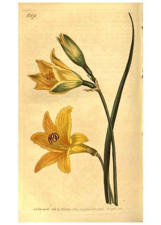 Reproducción/Reproduction 8469931265: Curtis's botanical magazine.. London ;New York [etc.] :Academic Press [etc.]