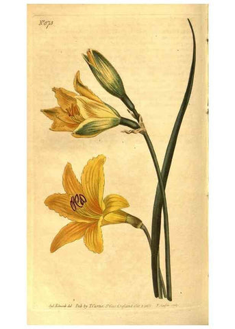 Reproducción/Reproduction 8469931265: Curtis's botanical magazine.. London ;New York [etc.] :Academic Press [etc.]