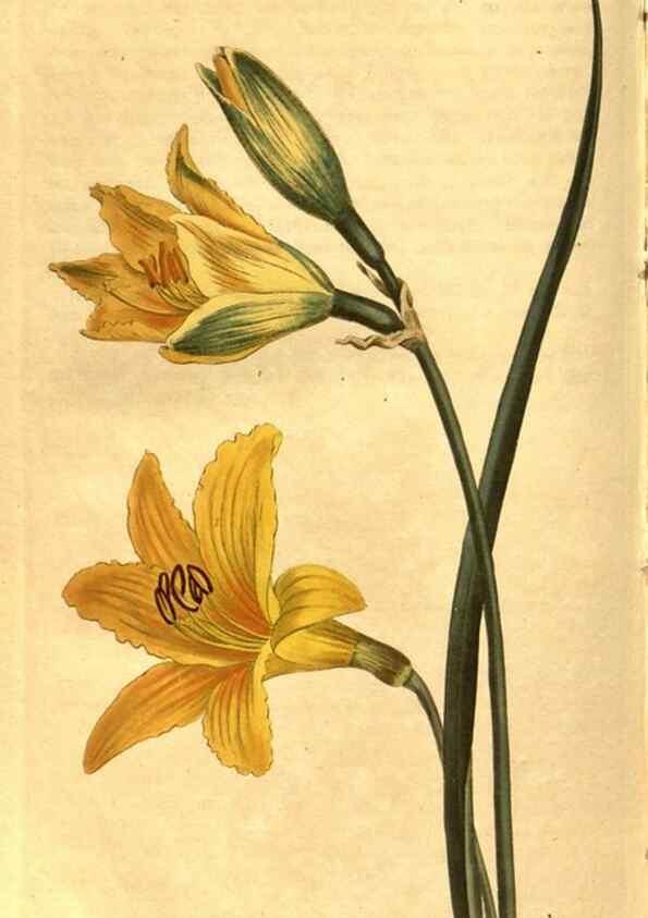Reproducción/Reproduction 8469931265: Curtis's botanical magazine.. London ;New York [etc.] :Academic Press [etc.]