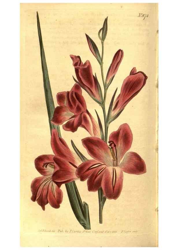 Reproducción/Reproduction 8471025882: Curtis's botanical magazine.. London ;New York [etc.] :Academic Press [etc.]