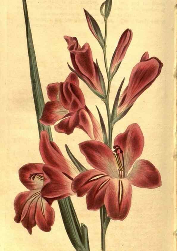 Reproducción/Reproduction 8471025882: Curtis's botanical magazine.. London ;New York [etc.] :Academic Press [etc.]