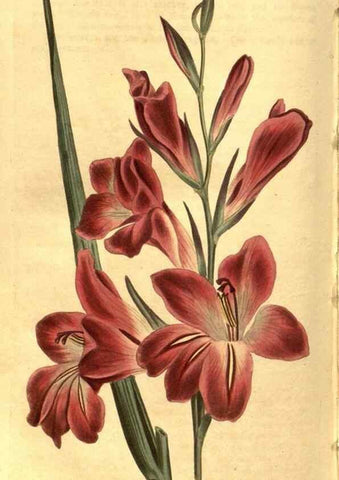 Reproducción/Reproduction 8471025882: Curtis's botanical magazine.. London ;New York [etc.] :Academic Press [etc.]