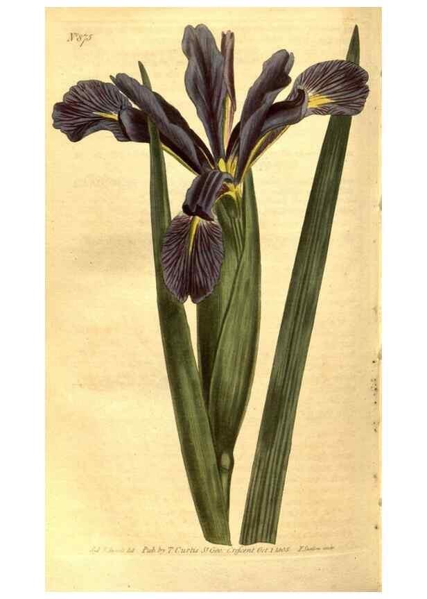 Reproducción/Reproduction 8471026320: Curtis's botanical magazine.. London ;New York [etc.] :Academic Press [etc.]