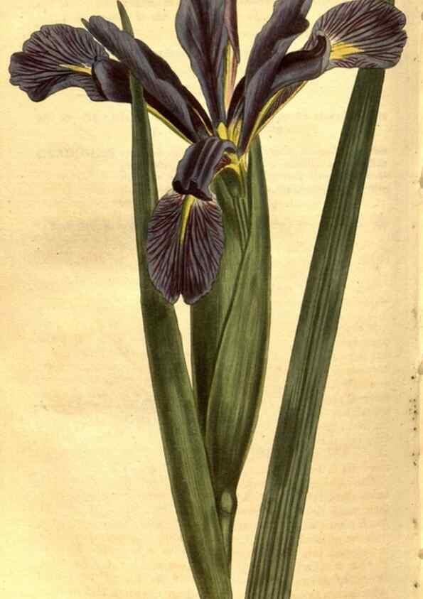 Reproducción/Reproduction 8471026320: Curtis's botanical magazine.. London ;New York [etc.] :Academic Press [etc.]
