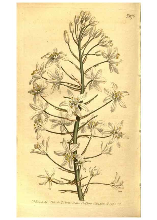 Reproducción/Reproduction 8471026834: Curtis's botanical magazine.. London ;New York [etc.] :Academic Press [etc.]