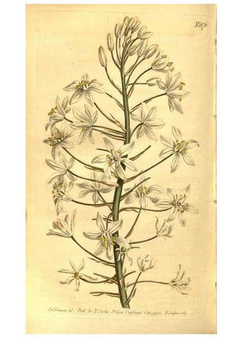 Reproducción/Reproduction 8471026834: Curtis's botanical magazine.. London ;New York [etc.] :Academic Press [etc.]
