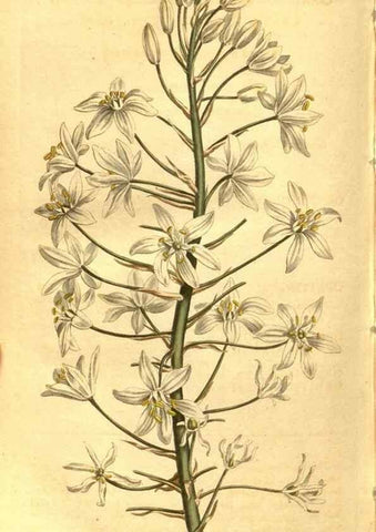 Reproducción/Reproduction 8471026834: Curtis's botanical magazine.. London ;New York [etc.] :Academic Press [etc.]