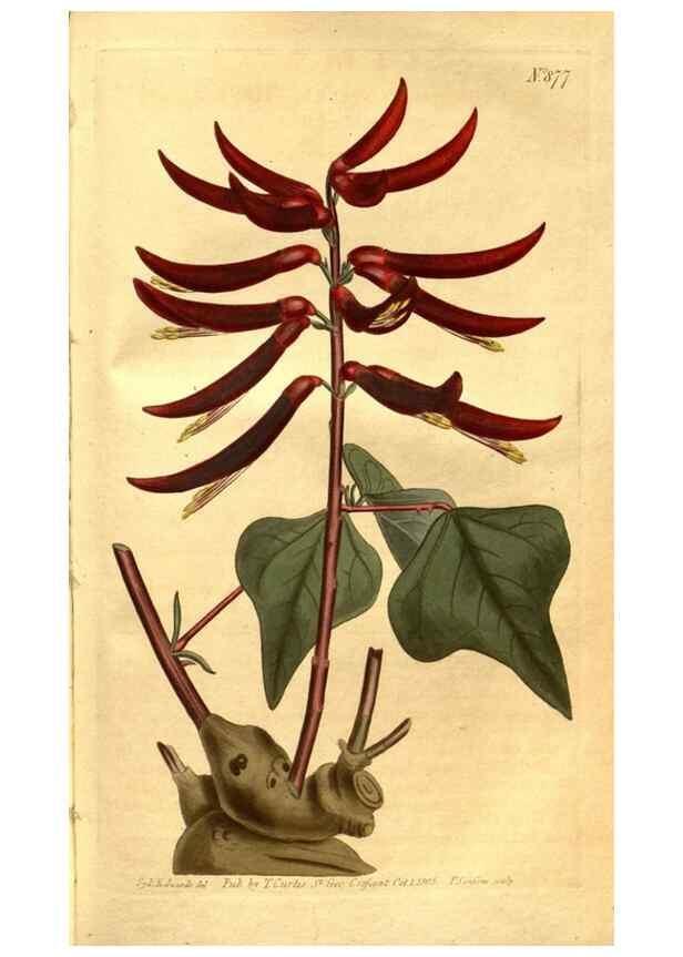 Reproducción/Reproduction 8469933209: Curtis's botanical magazine.. London ;New York [etc.] :Academic Press [etc.]