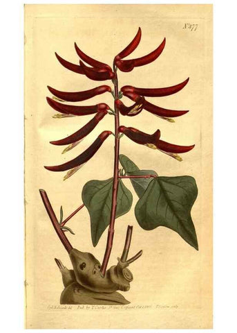 Reproducción/Reproduction 8469933209: Curtis's botanical magazine.. London ;New York [etc.] :Academic Press [etc.]