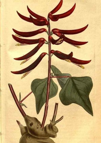 Reproducción/Reproduction 8469933209: Curtis's botanical magazine.. London ;New York [etc.] :Academic Press [etc.]