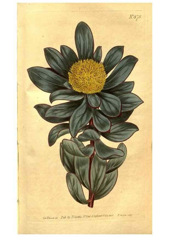 Reproducción/Reproduction 8469933685: Curtis's botanical magazine.. London ;New York [etc.] :Academic Press [etc.]