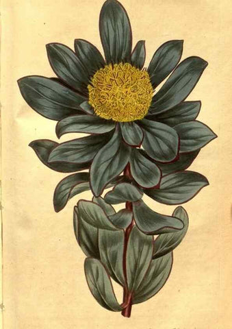 Reproducción/Reproduction 8469933685: Curtis's botanical magazine.. London ;New York [etc.] :Academic Press [etc.]