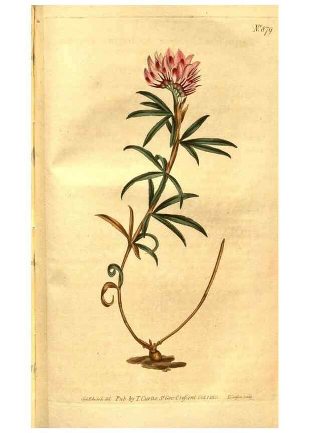 Reproducción/Reproduction 8469934133: Curtis's botanical magazine.. London ;New York [etc.] :Academic Press [etc.]