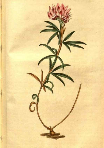 Reproducción/Reproduction 8469934133: Curtis's botanical magazine.. London ;New York [etc.] :Academic Press [etc.]
