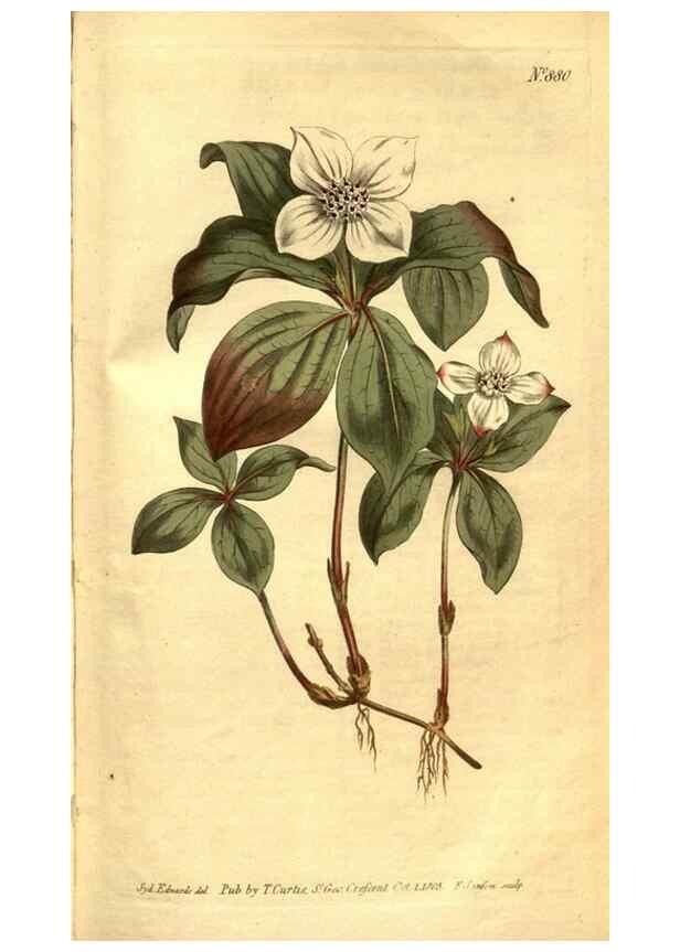 Reproducción/Reproduction 8471028892: Curtis's botanical magazine.. London ;New York [etc.] :Academic Press [etc.]