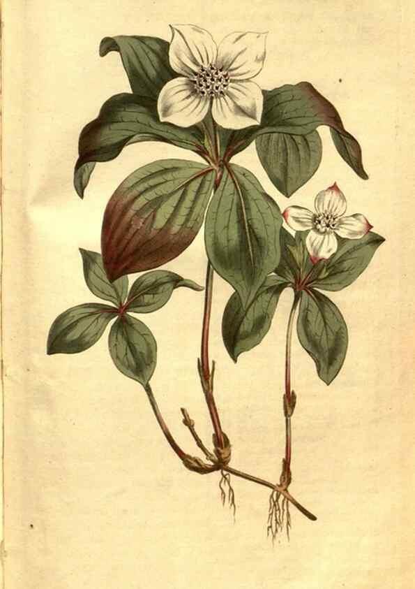 Reproducción/Reproduction 8471028892: Curtis's botanical magazine.. London ;New York [etc.] :Academic Press [etc.]