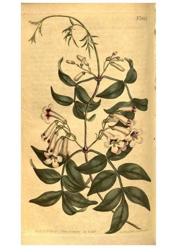 Reproducción/Reproduction 8469926787: Curtis's botanical magazine.. London ;New York [etc.] :Academic Press [etc.]