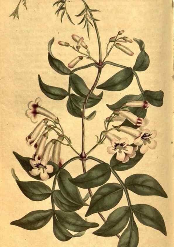 Reproducción/Reproduction 8469926787: Curtis's botanical magazine.. London ;New York [etc.] :Academic Press [etc.]