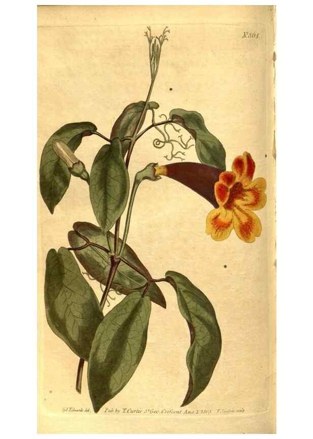 Reproducción/Reproduction 8469926255: Curtis's botanical magazine.. London ;New York [etc.] :Academic Press [etc.]