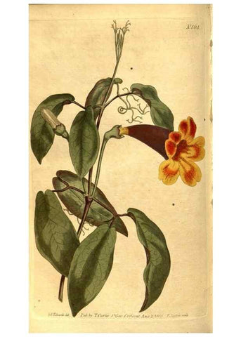 Reproducción/Reproduction 8469926255: Curtis's botanical magazine.. London ;New York [etc.] :Academic Press [etc.]