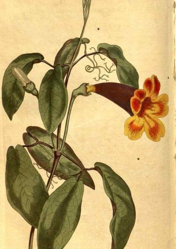 Reproducción/Reproduction 8469926255: Curtis's botanical magazine.. London ;New York [etc.] :Academic Press [etc.]