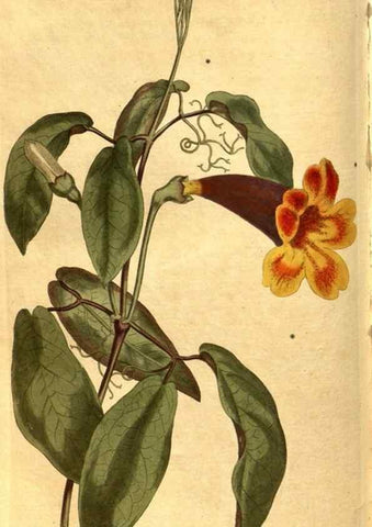 Reproducción/Reproduction 8469926255: Curtis's botanical magazine.. London ;New York [etc.] :Academic Press [etc.]