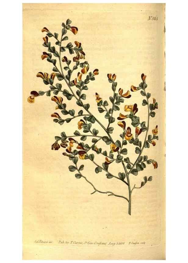 Reproducción/Reproduction 8471019874: Curtis's botanical magazine.. London ;New York [etc.] :Academic Press [etc.]
