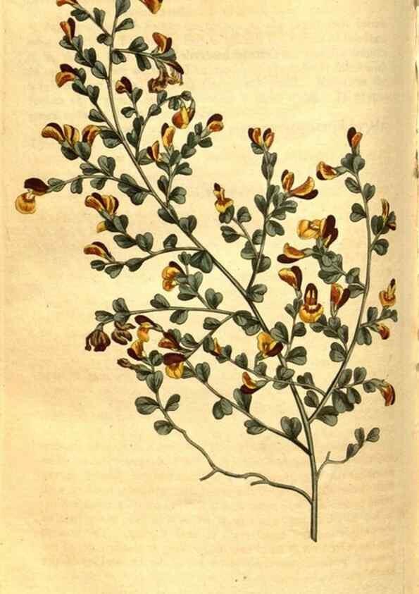 Reproducción/Reproduction 8471019874: Curtis's botanical magazine.. London ;New York [etc.] :Academic Press [etc.]