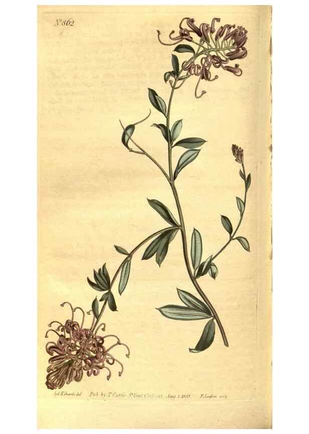 Reproducción/Reproduction 8469925099: Curtis's botanical magazine.. London ;New York [etc.] :Academic Press [etc.]