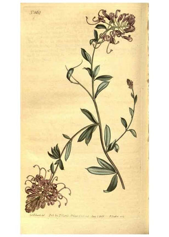 Reproducción/Reproduction 8469925099: Curtis's botanical magazine.. London ;New York [etc.] :Academic Press [etc.]