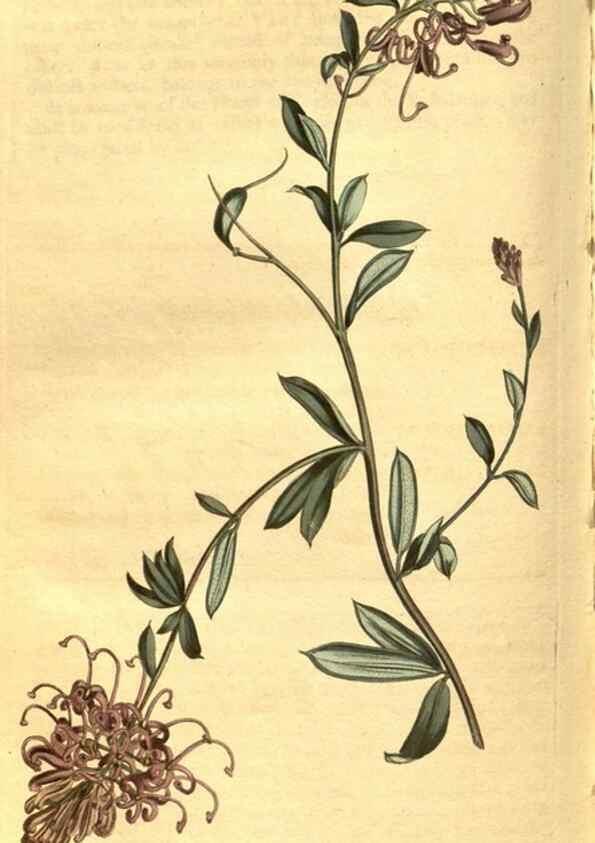 Reproducción/Reproduction 8469925099: Curtis's botanical magazine.. London ;New York [etc.] :Academic Press [etc.]