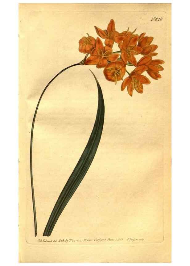 Reproducción/Reproduction 8471008754: Curtis's botanical magazine.. London ;New York [etc.] :Academic Press [etc.]
