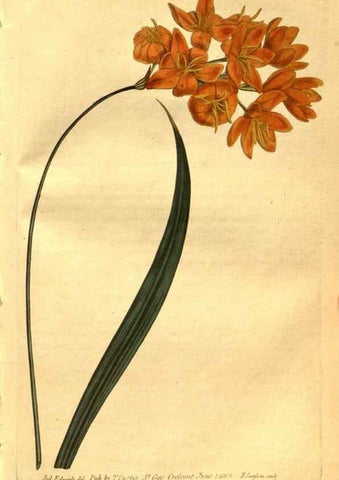 Reproducción/Reproduction 8471008754: Curtis's botanical magazine.. London ;New York [etc.] :Academic Press [etc.]