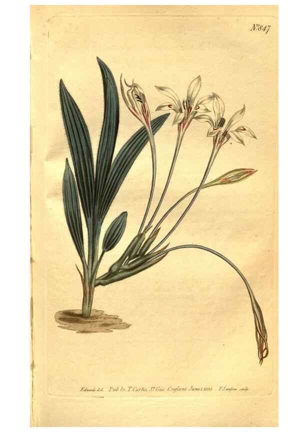 Reproducción/Reproduction 8469915181: Curtis's botanical magazine.. London ;New York [etc.] :Academic Press [etc.]
