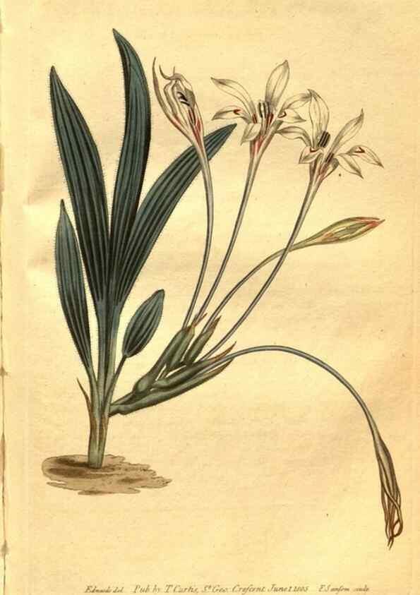 Reproducción/Reproduction 8469915181: Curtis's botanical magazine.. London ;New York [etc.] :Academic Press [etc.]